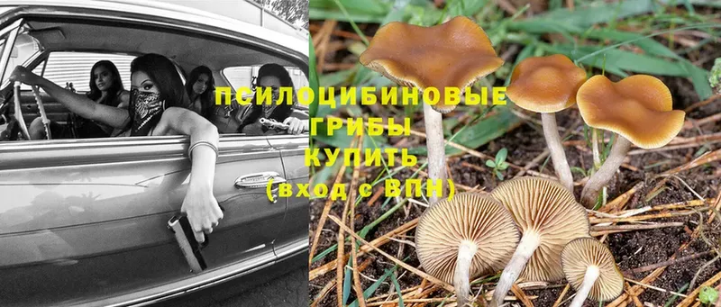 мега ССЫЛКА  Кизилюрт  Псилоцибиновые грибы MAGIC MUSHROOMS 